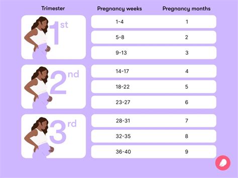 25 Weeks Pregnant In Months