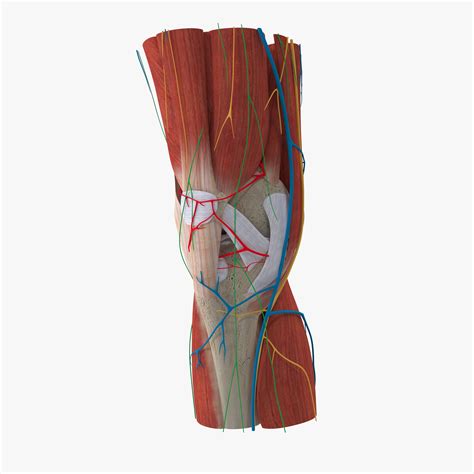 3D Knee Anatomy