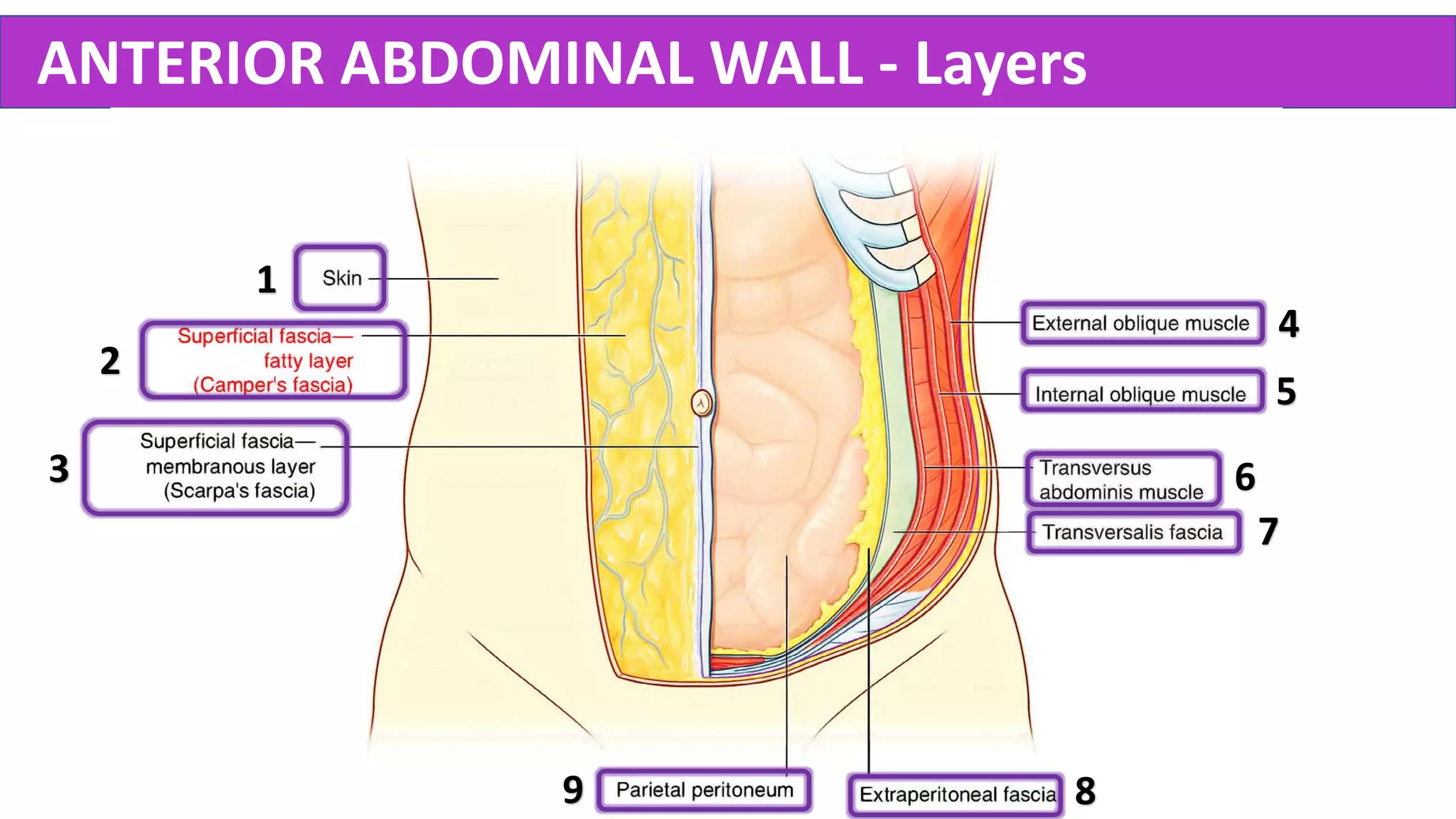 Abdominal Perineal Resection