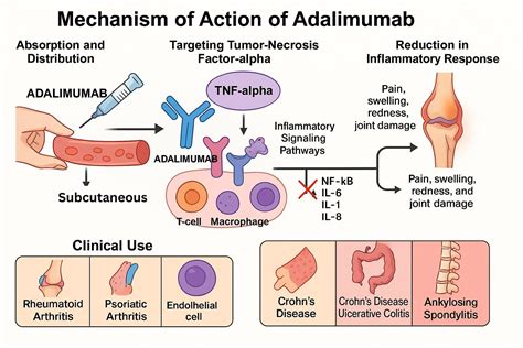 Adalimumab Mechanism Of Action