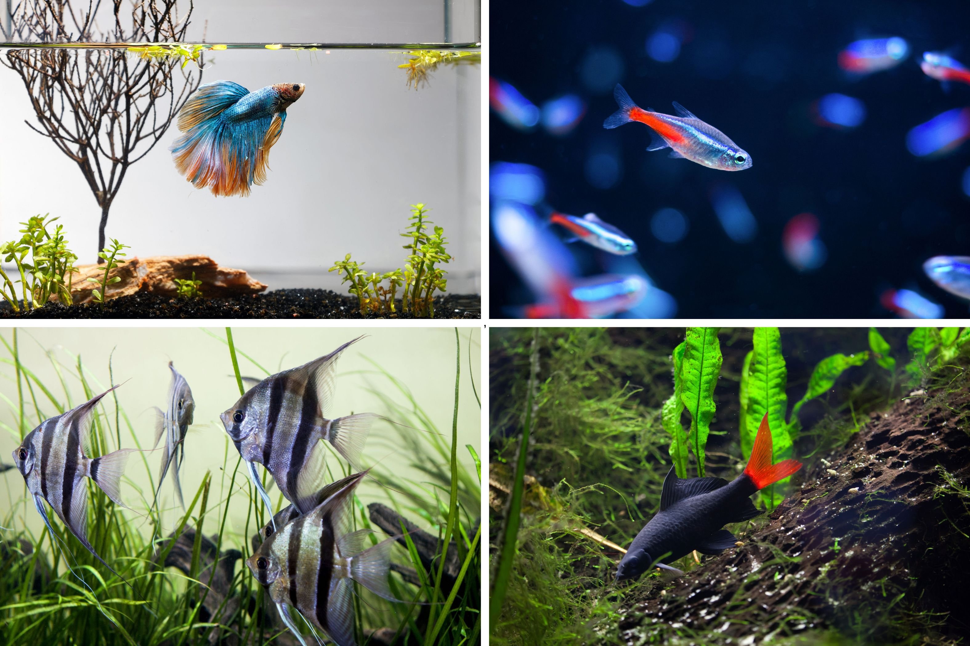 Adaptations Of Internal And External Fertilization