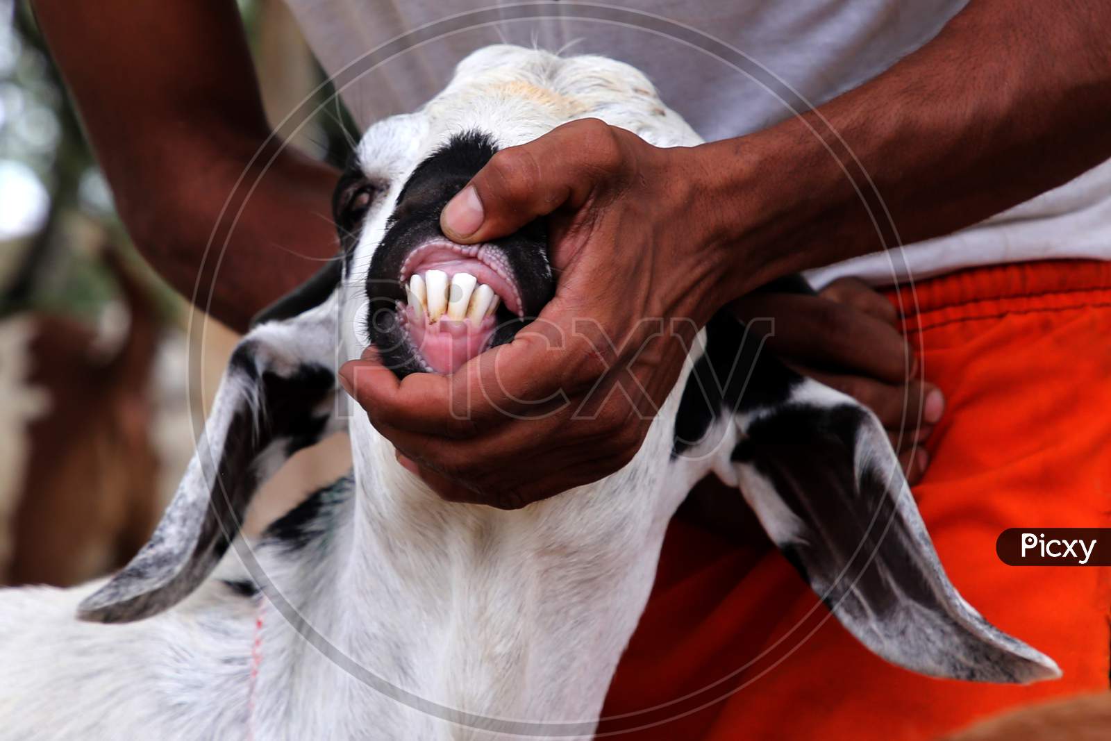 How To Determine The Age Of A Goat By Its Teeth