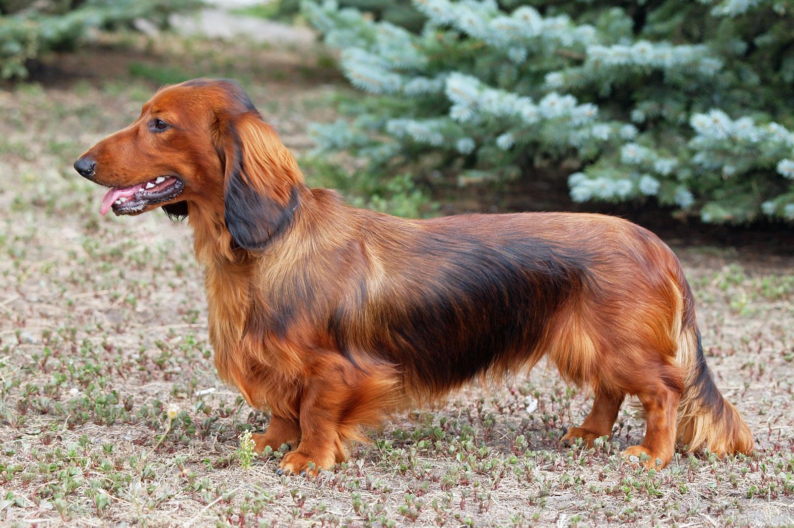 Dachshunds: All You Need To Know About The Iconic Sausage Dog