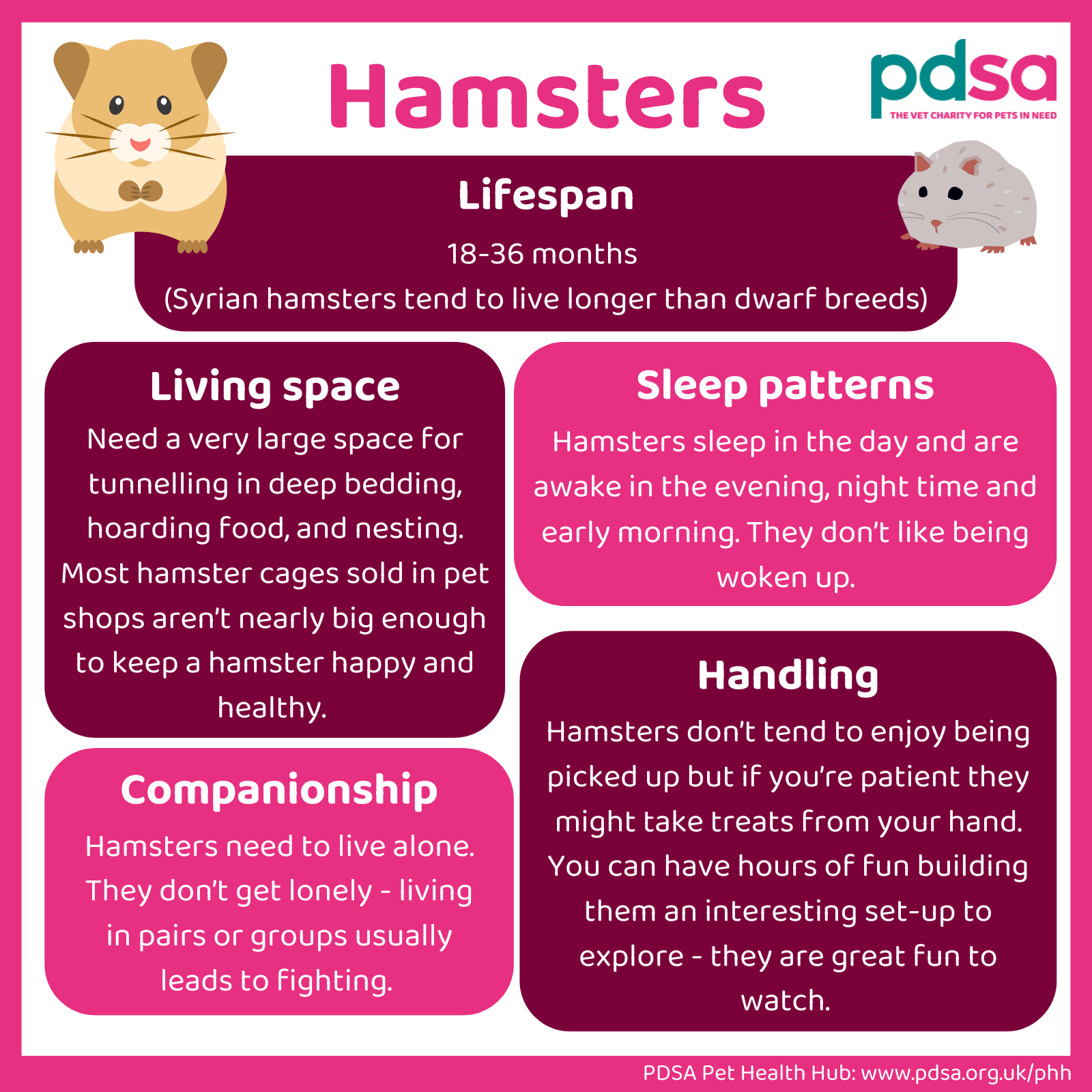All You Need To Know About Hamsters: A Complete Care Guide