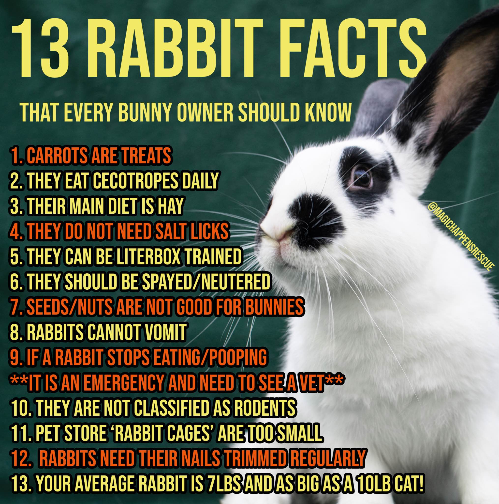 The Essential Guide: All You Need To Know About Rabbits