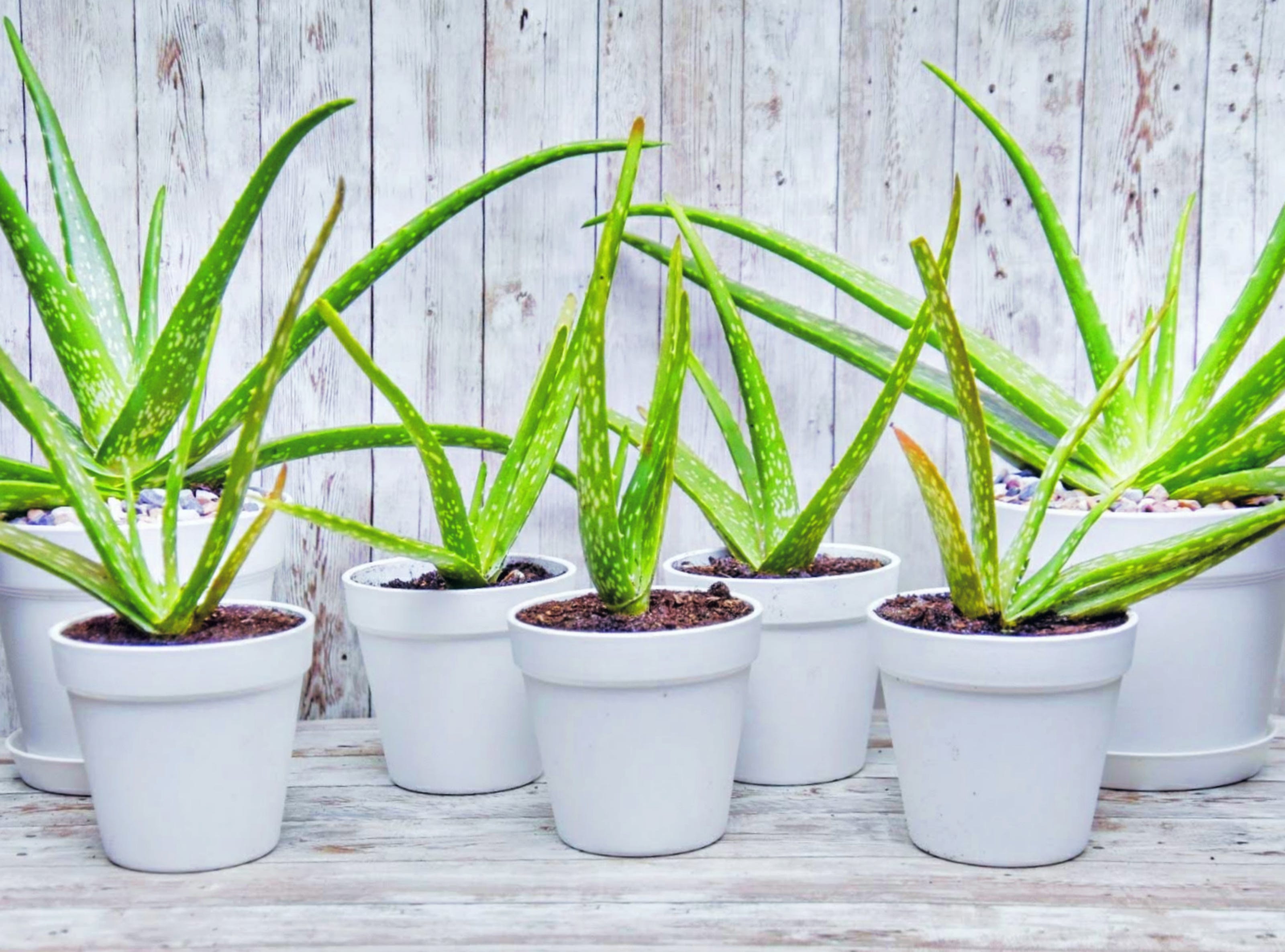 Aloe Gel For Burns