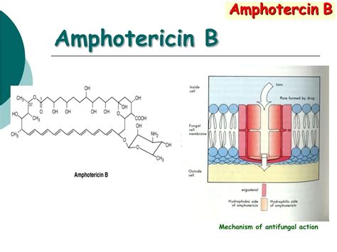Amphotericin B Mechanism