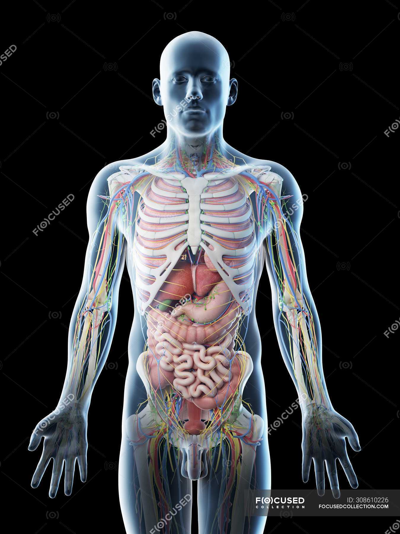 Anatomy Of A Csection