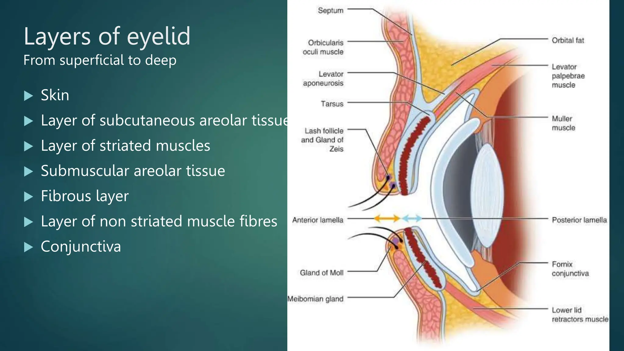Anatomy Of Body