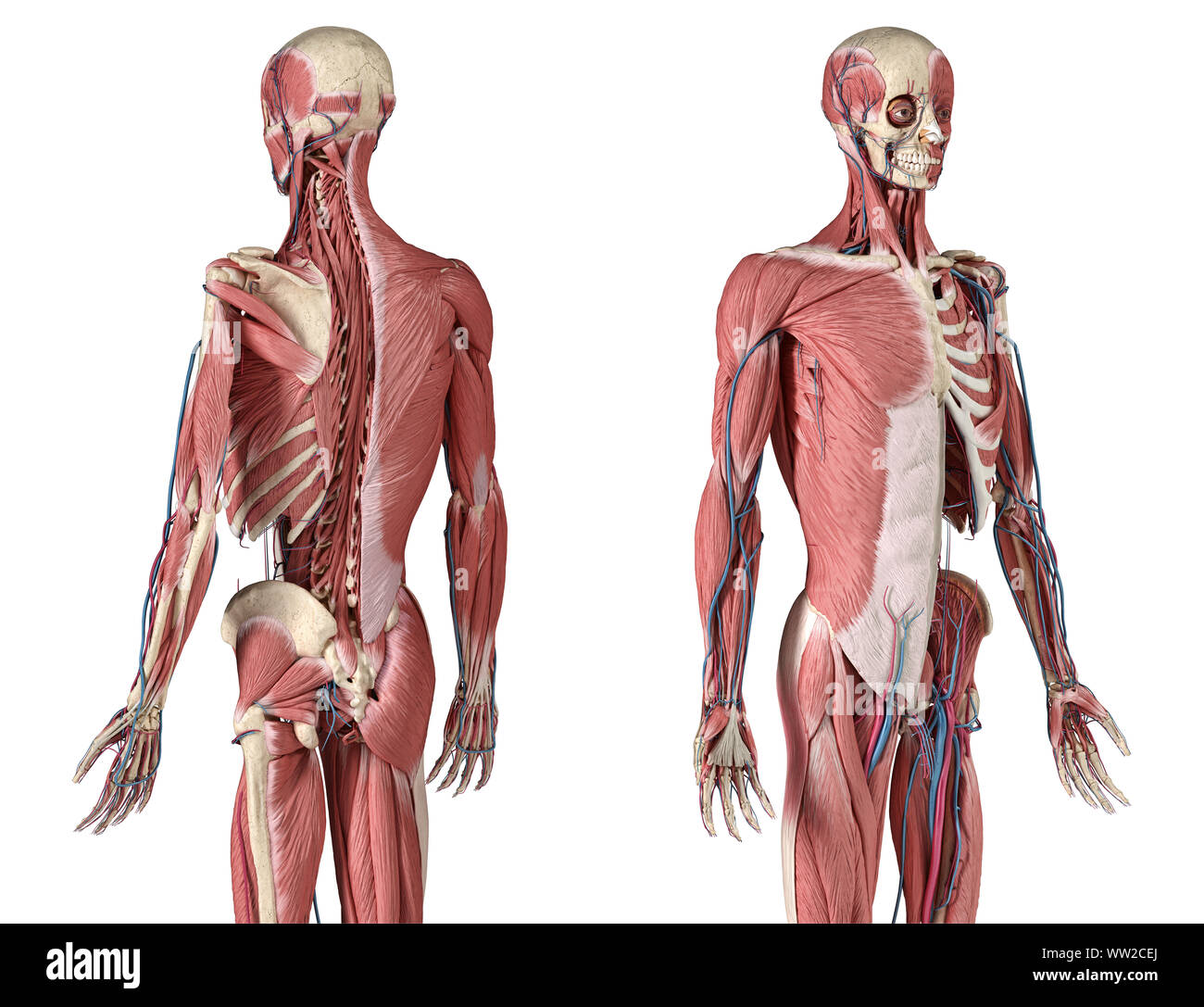 Anatomy Of Mammae