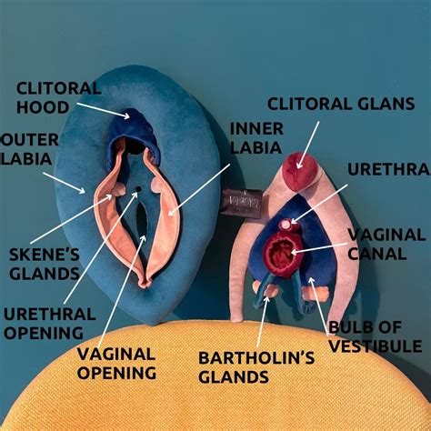 Anatomy Of Vagina Anatomy Diagram