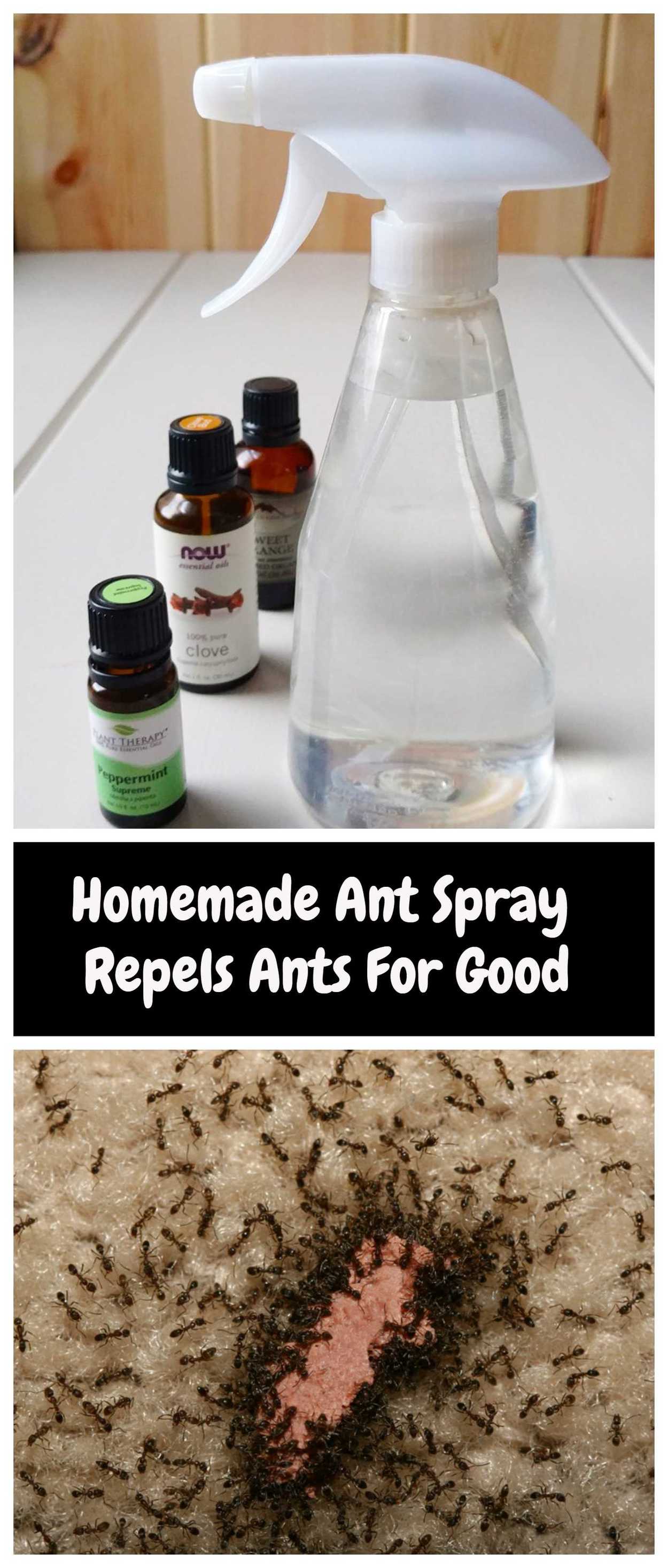 Ant Bites Images