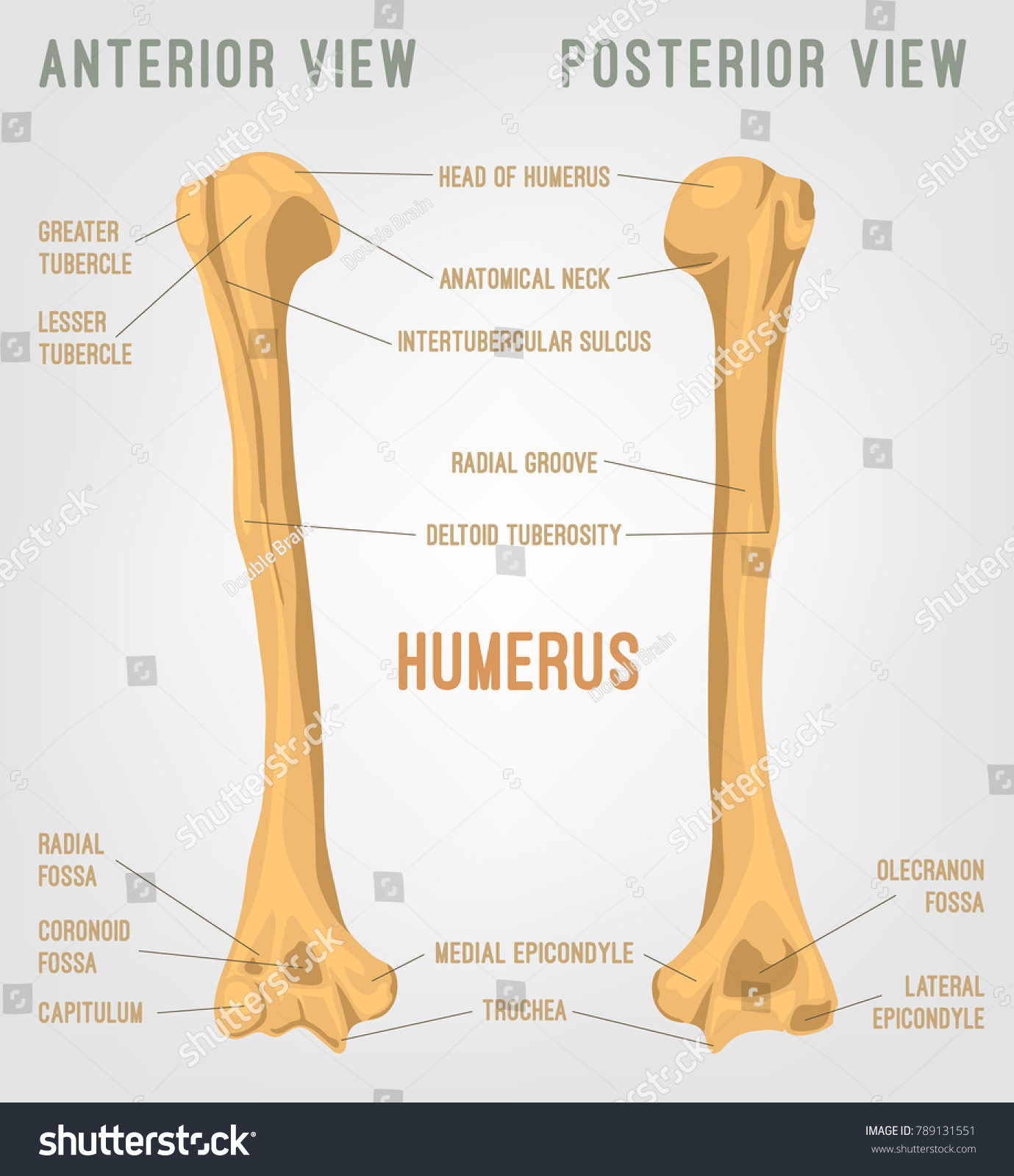 Anterior Leg Muscles