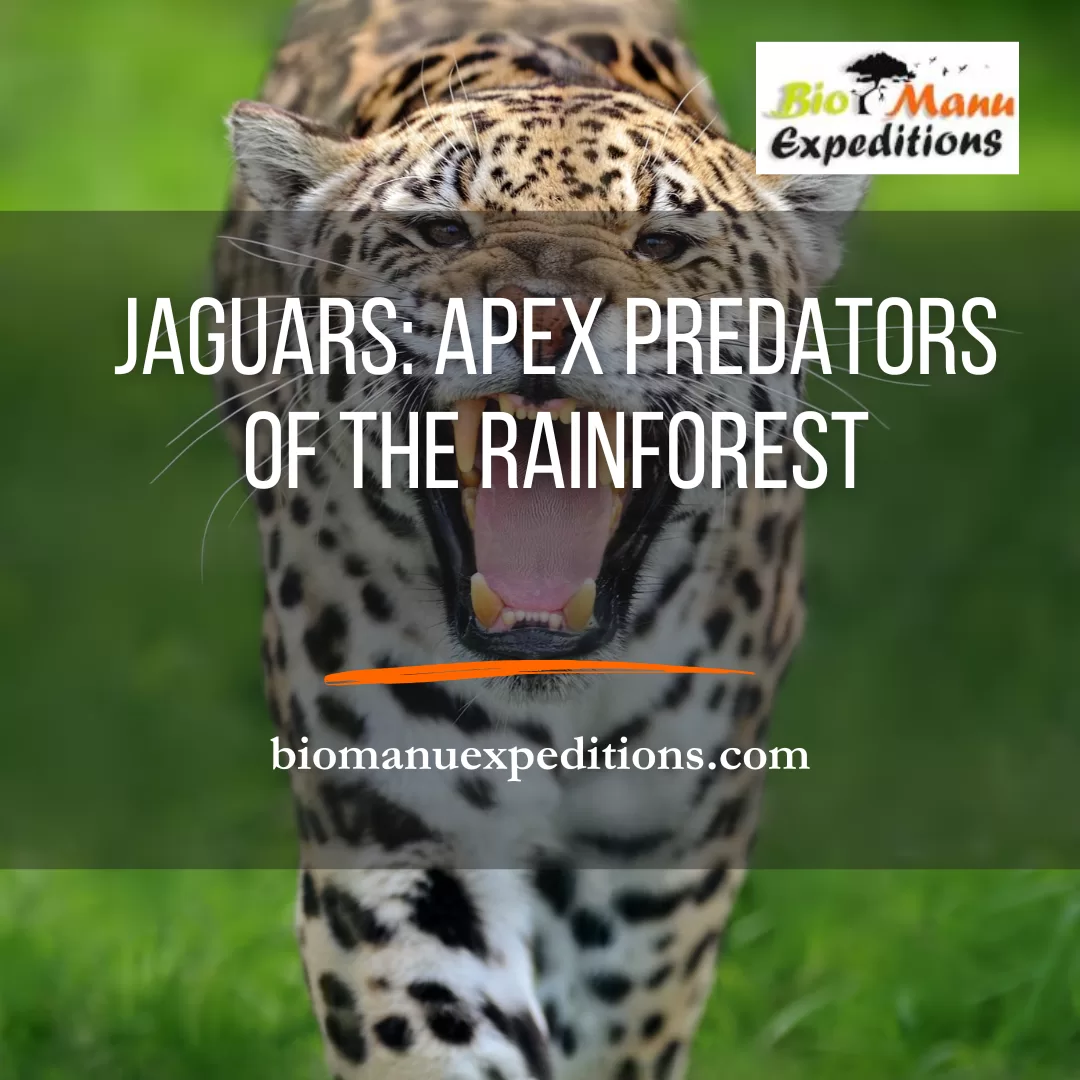 Apex Definition