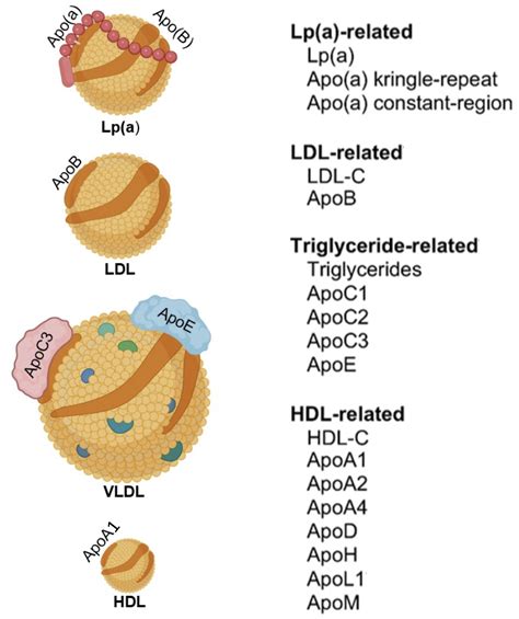 Apolipoprotein Ba1 Ratio Referance