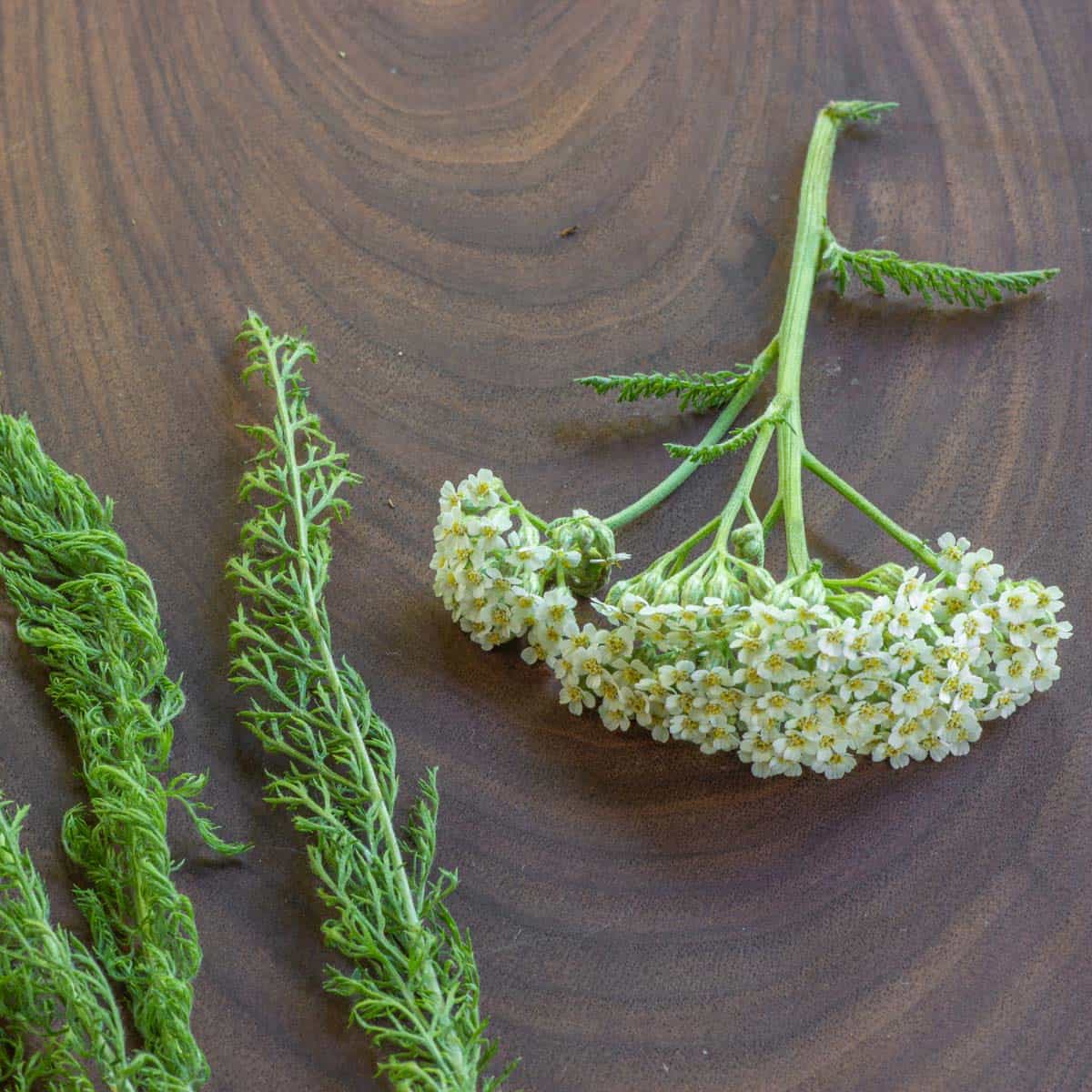 Are All Parts Of Yarrow Edible? A Forager’s Guide