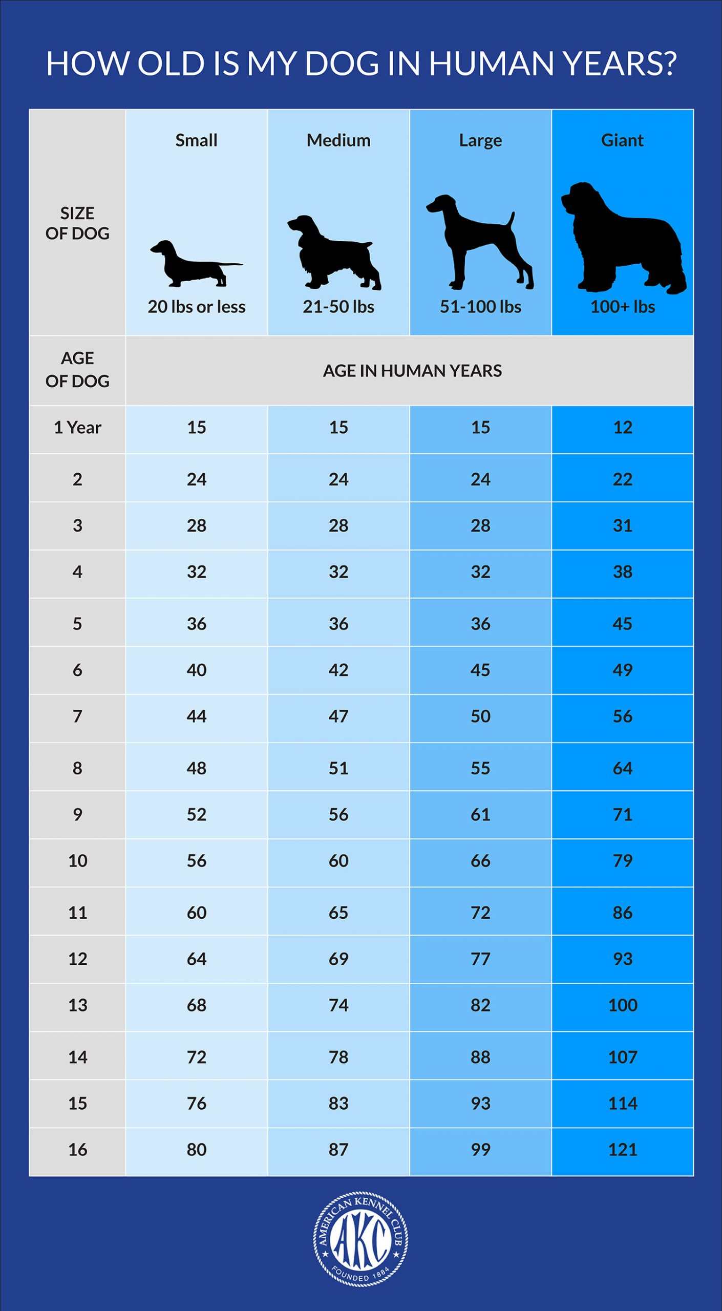Are Dog Years 7? The Truth About Aging Pets Explained