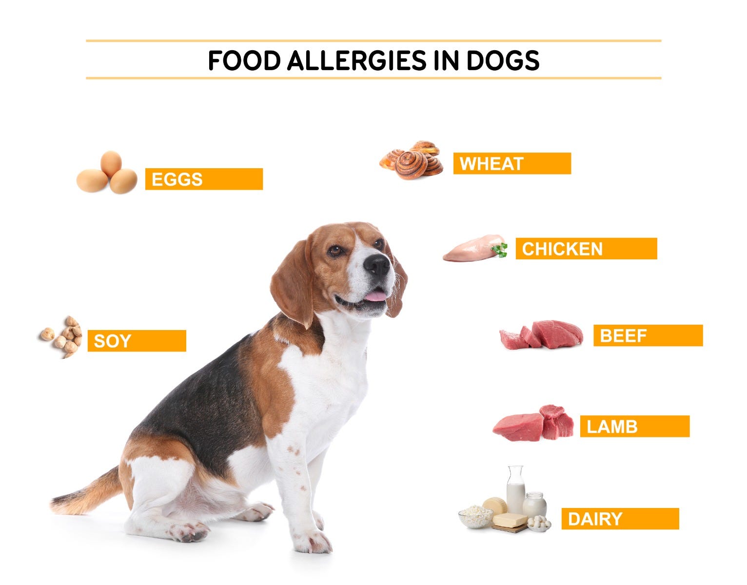 Are Dogs Allergic To Cinnamon? A Vetapproved Guide For 2026