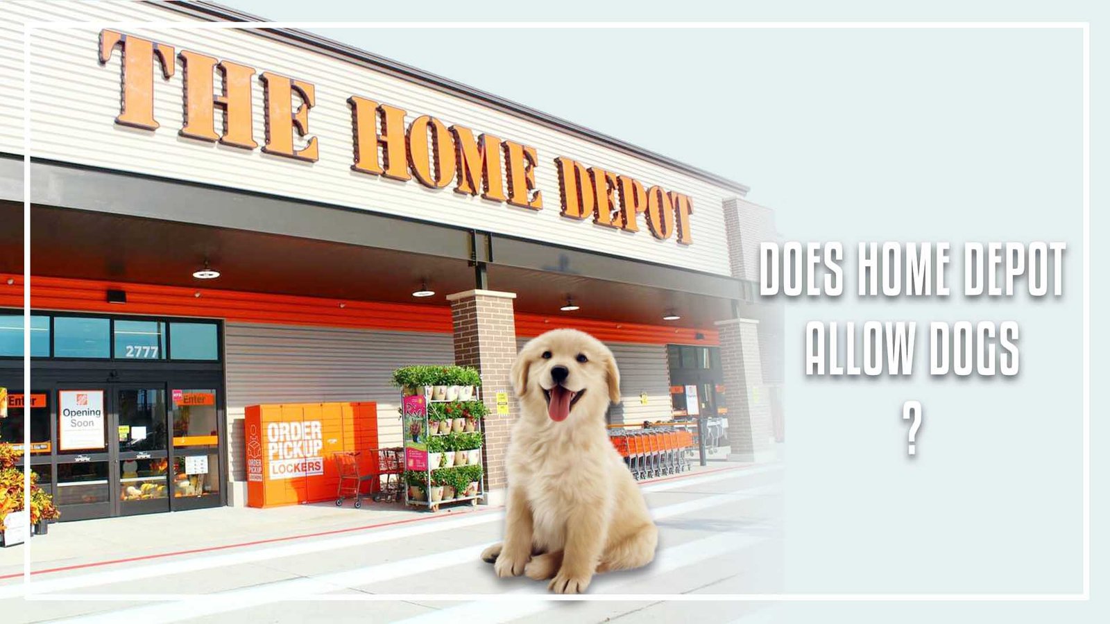 Are Dogs Allowed In Home Depot? The Official 2026 Pet Policy