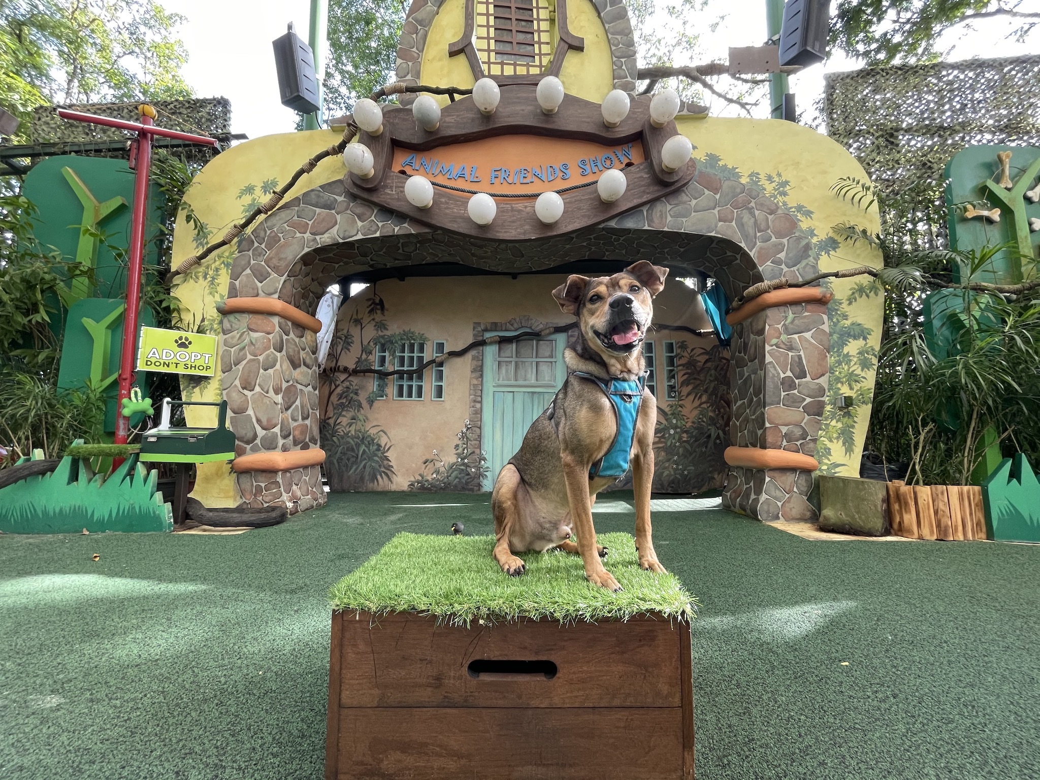 Are Dogs Allowed In Singapore Zoo? A Pet Owner’s Guide