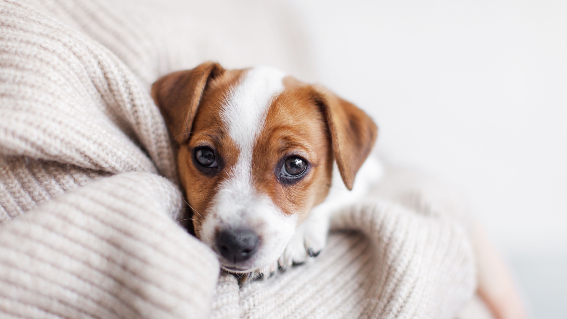 Are Dogs Born With Teeth? What Every New Puppy Owner Should Know