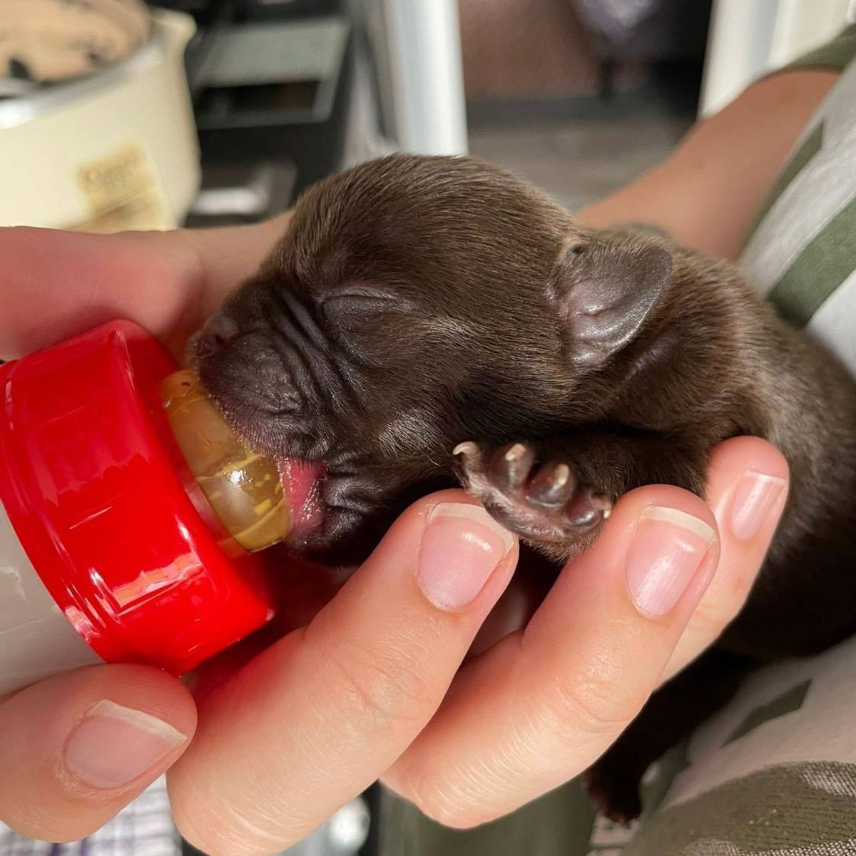 Are Dogs Born With Umbilical Cords? The Facts Explained