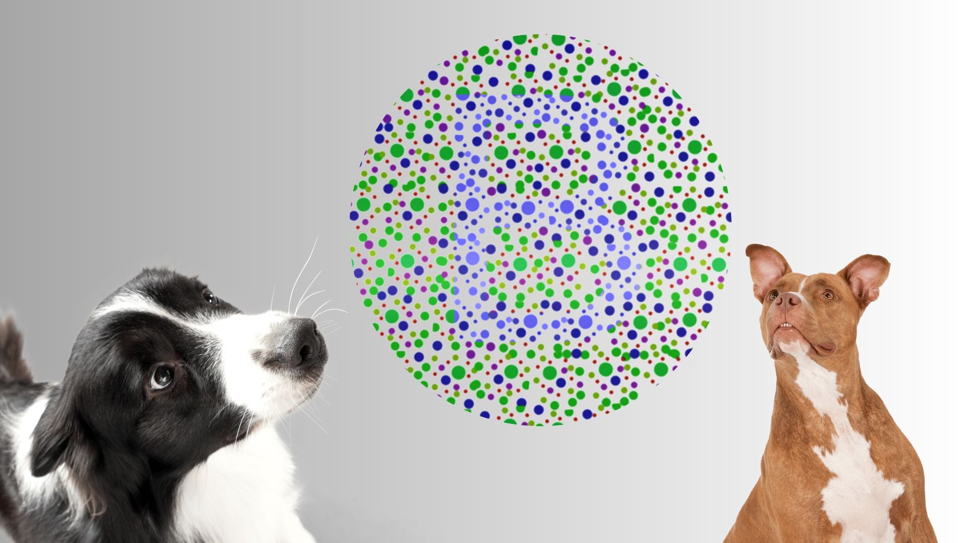 Are Dogs Color Blind? Yes Or No: The Truth About Canine Vision