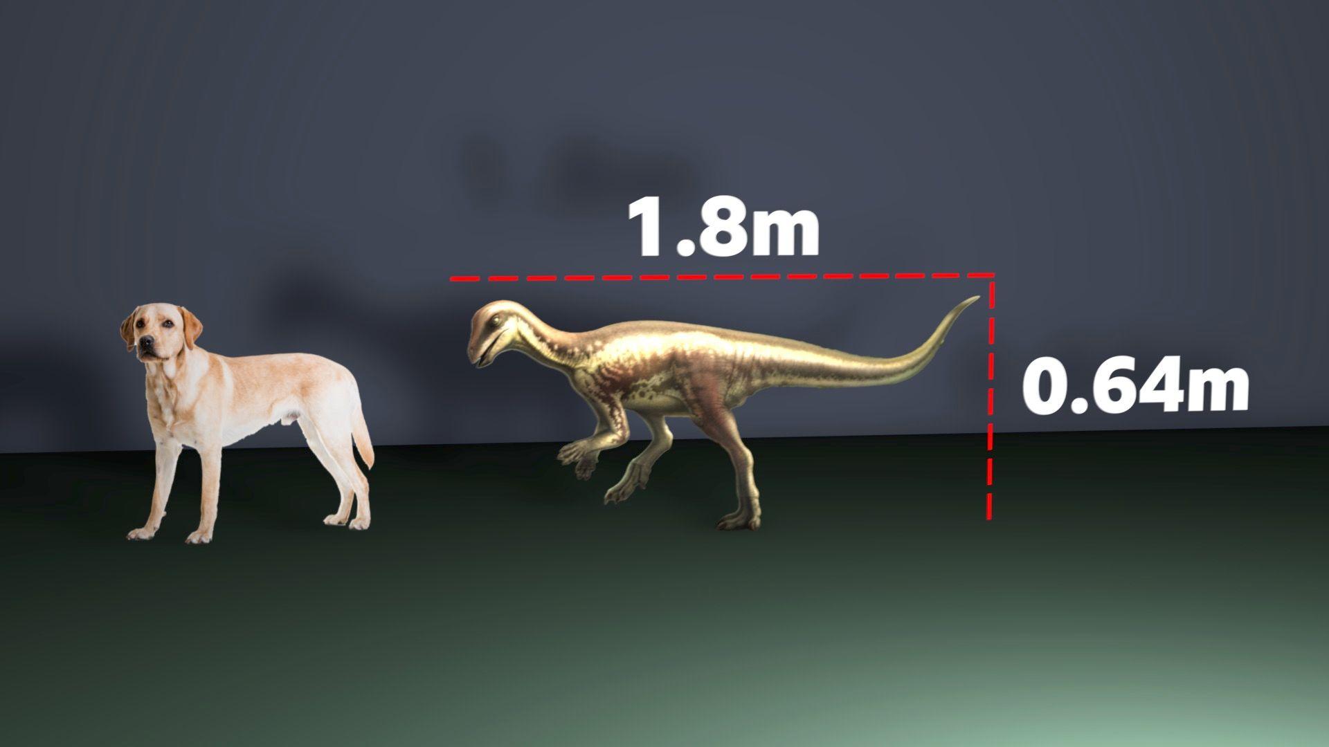 Are Dogs Dinosaurs? The Scientific Truth Behind The Family Pet