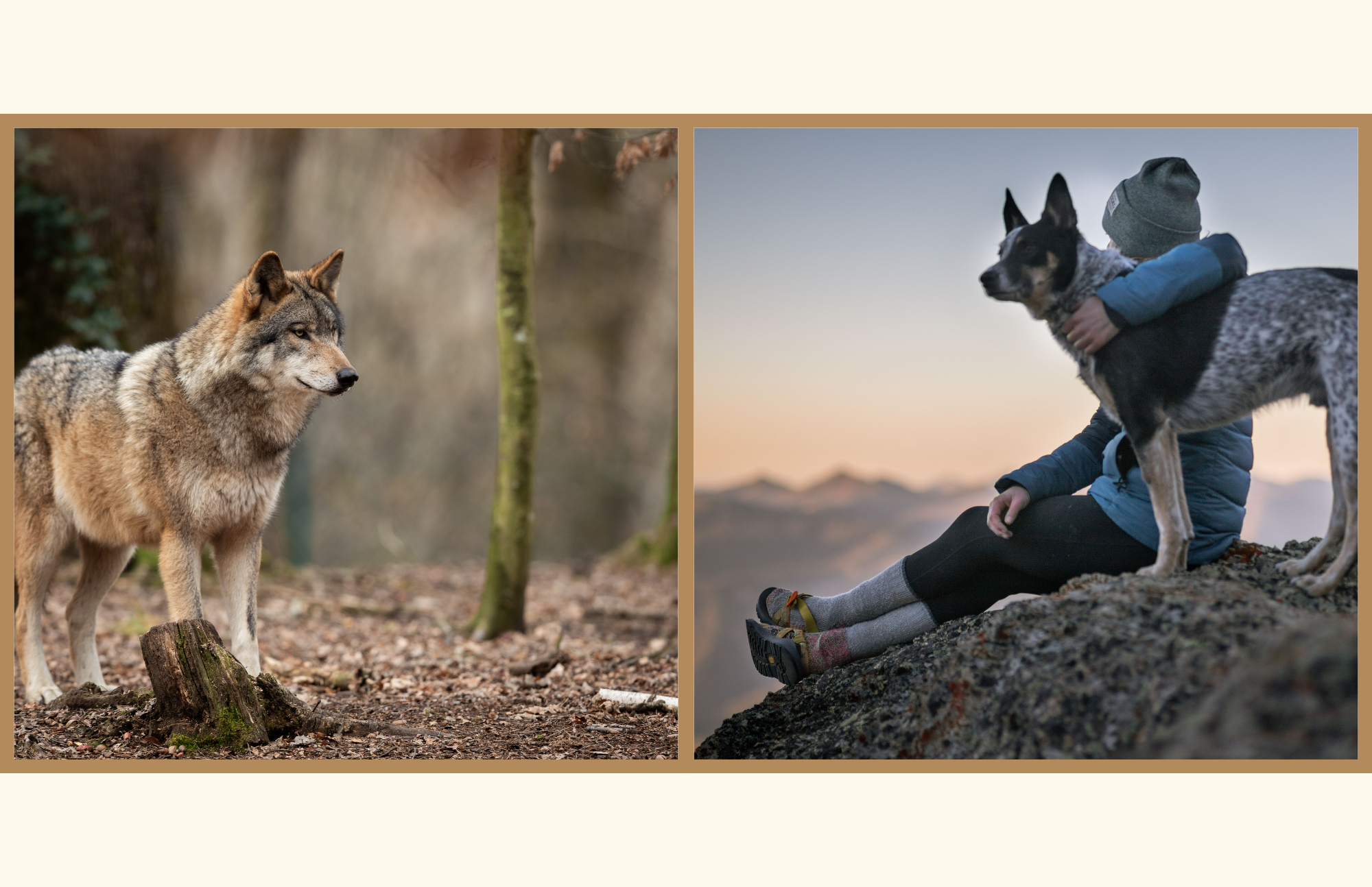 Are Dogs Actually Evolved From Wolves? The Truth Explained