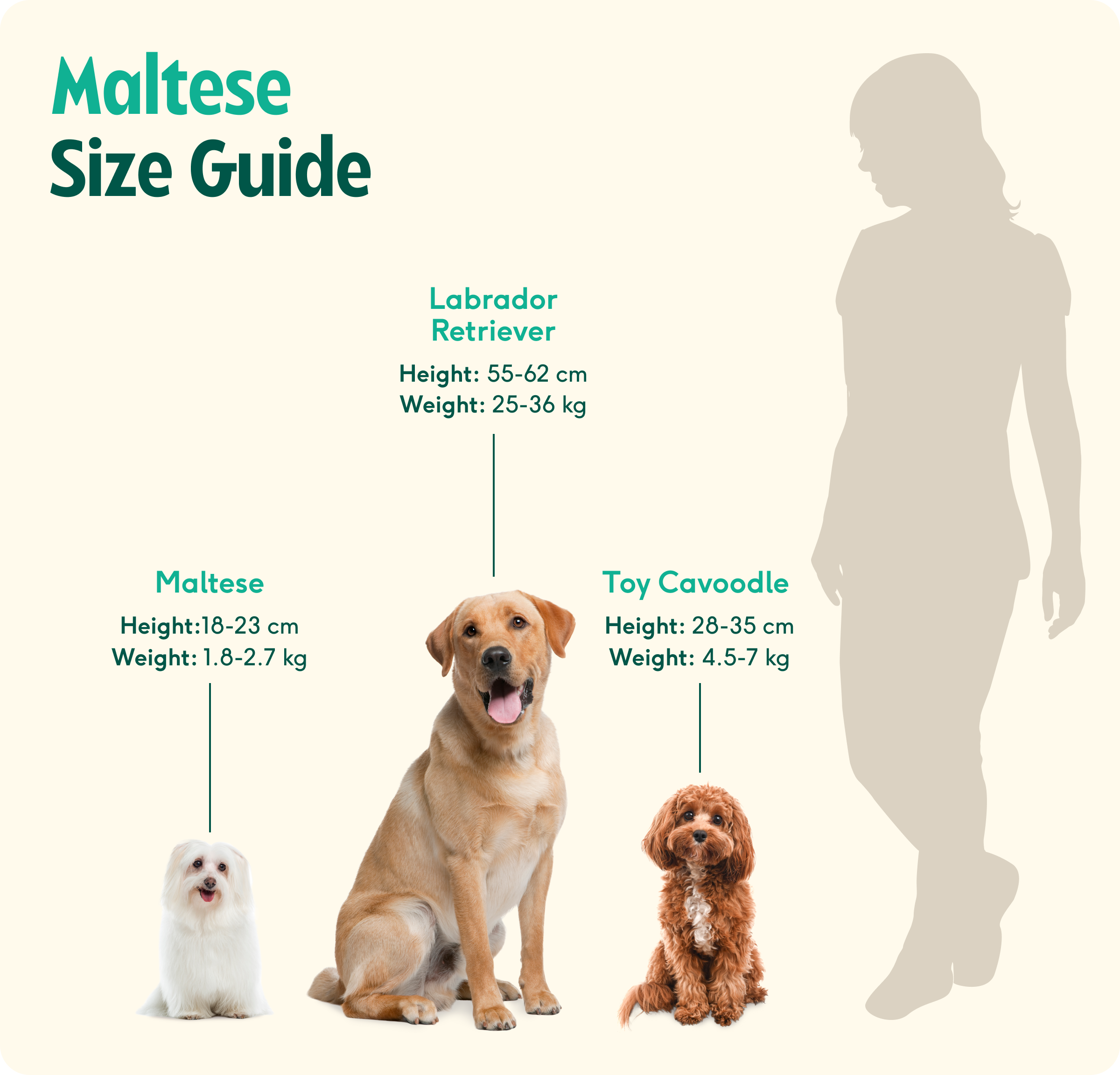 Are Dogs Fully Grown At 1 Year? The Real Growth Timeline Explained