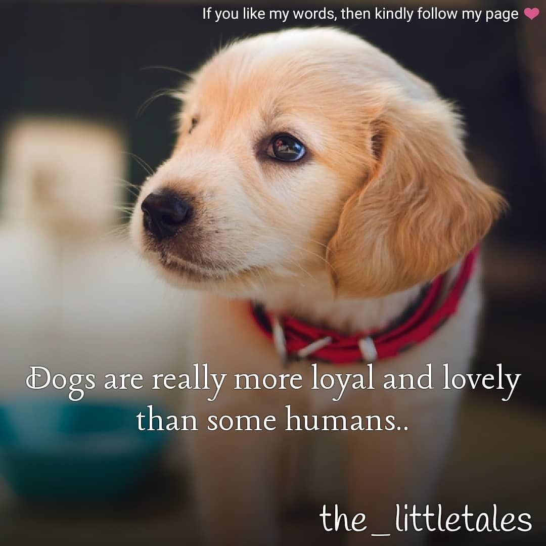 Beyond Instinct: Are Dogs Actually Loyal To Their Humans?