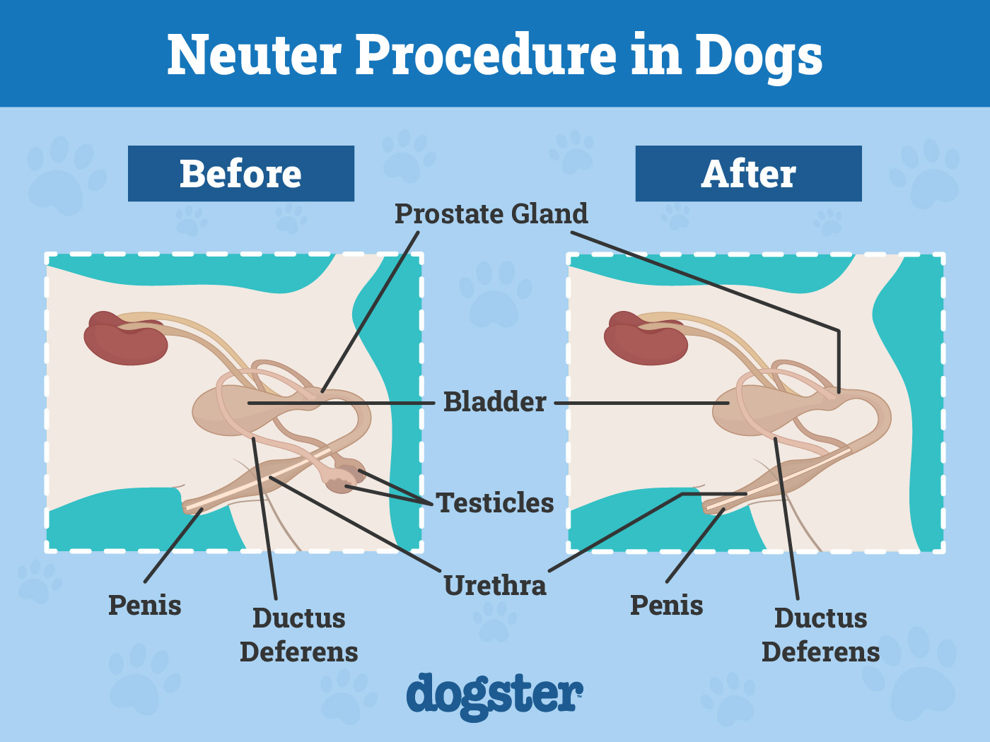 Are Dogs Neutered Or Spayed? Understanding The Key Differences