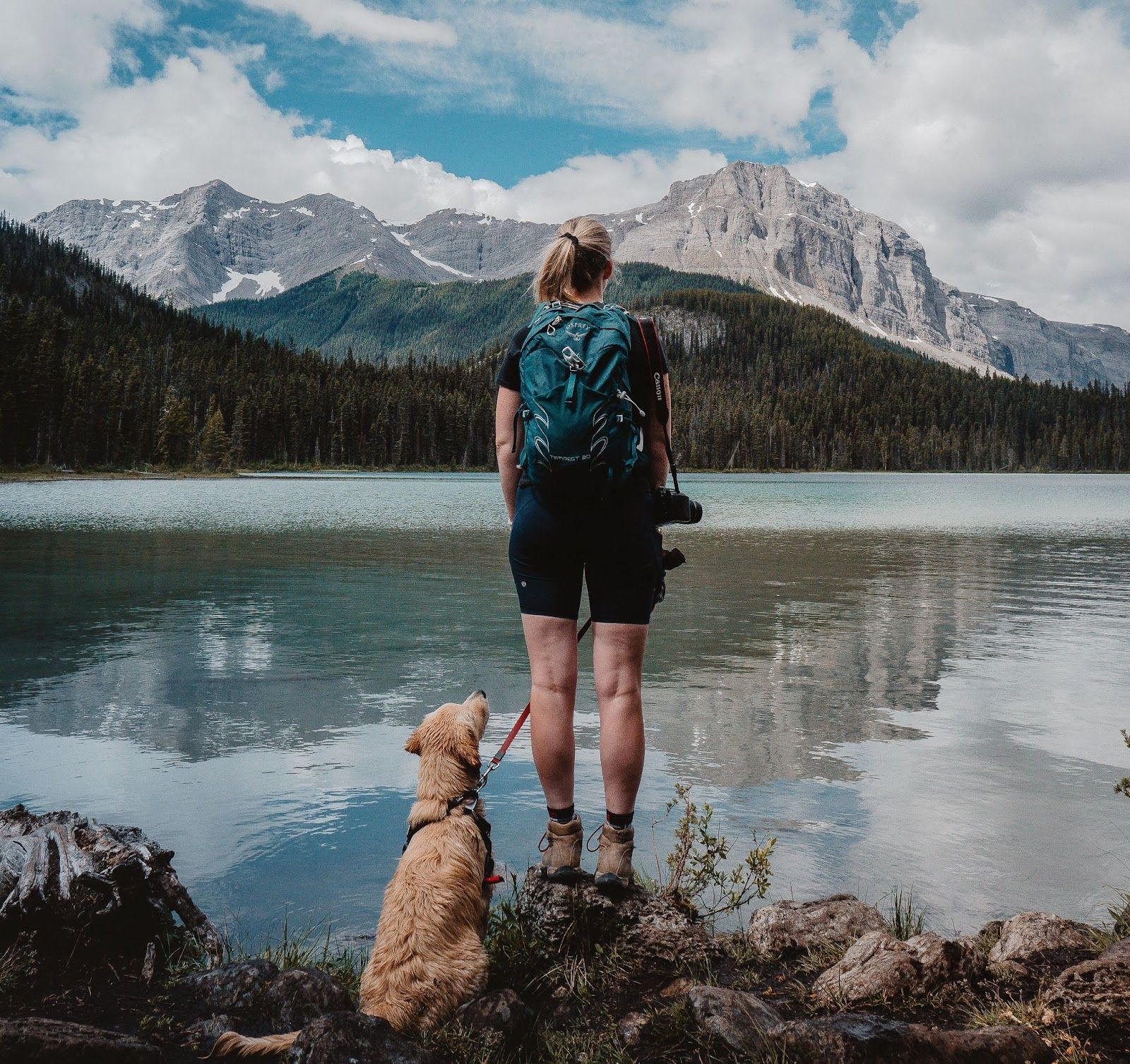 Are Dogs Permitted In National Parks? A Guide For Hikers