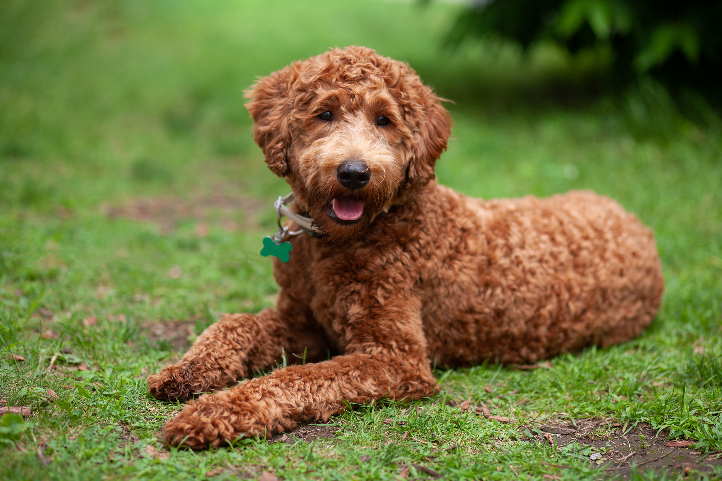 Are Dogs Really Allergic To Chocolate? The Toxic Truth Explained