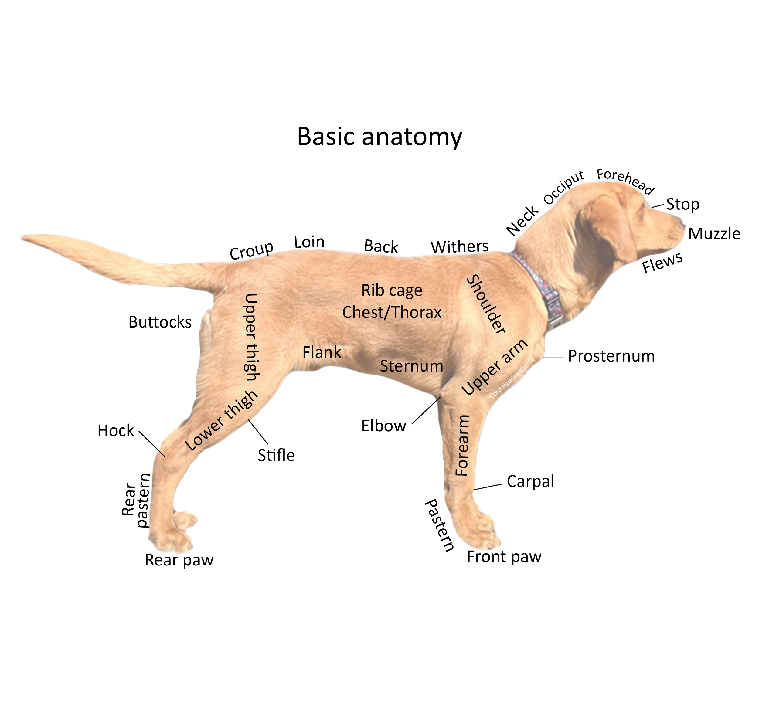 Are Dogs Right Or Left Handed? Understanding Canine Paw Preference
