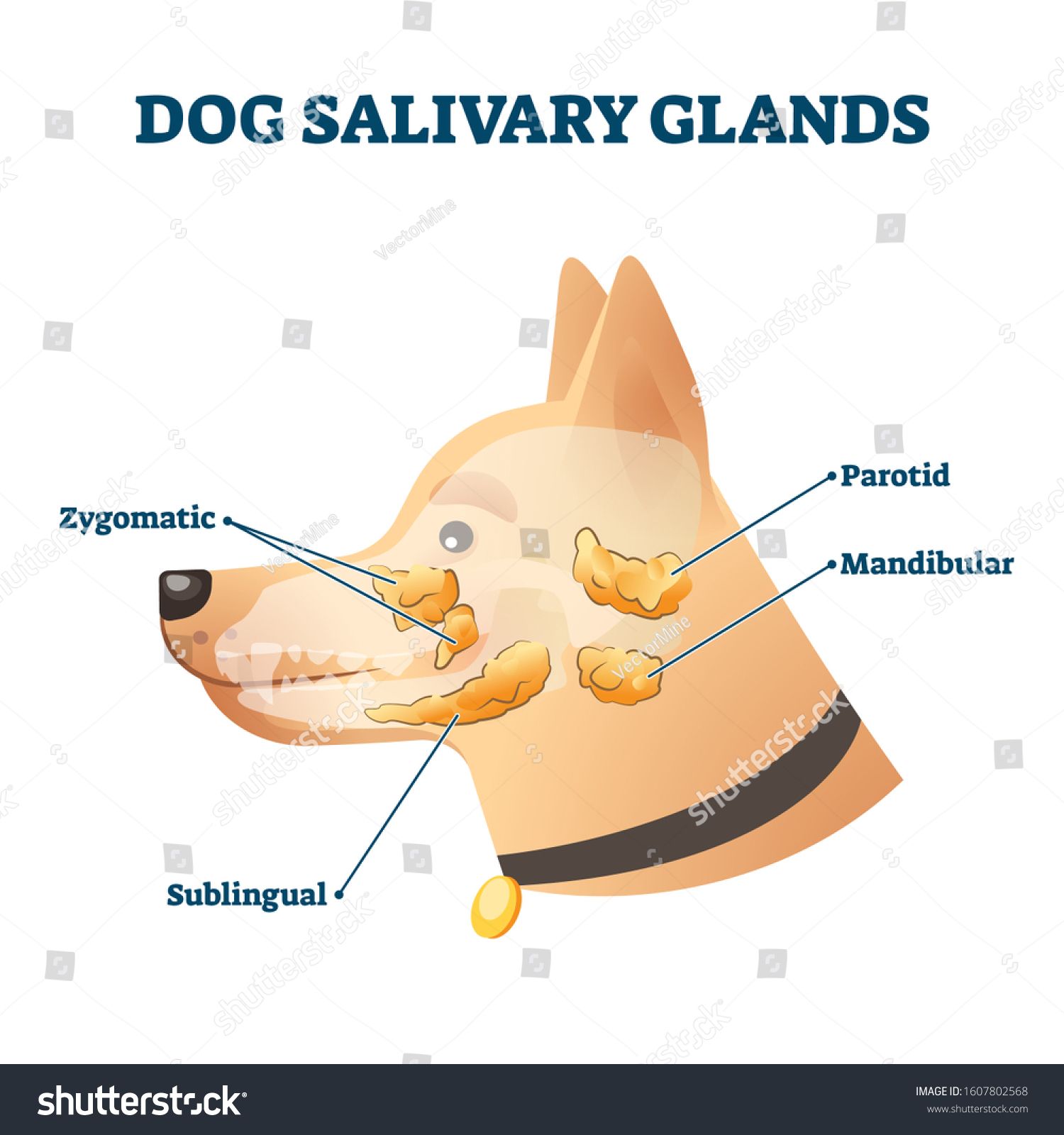 Are Dogs Saliva Clean? The Science Behind The Myths