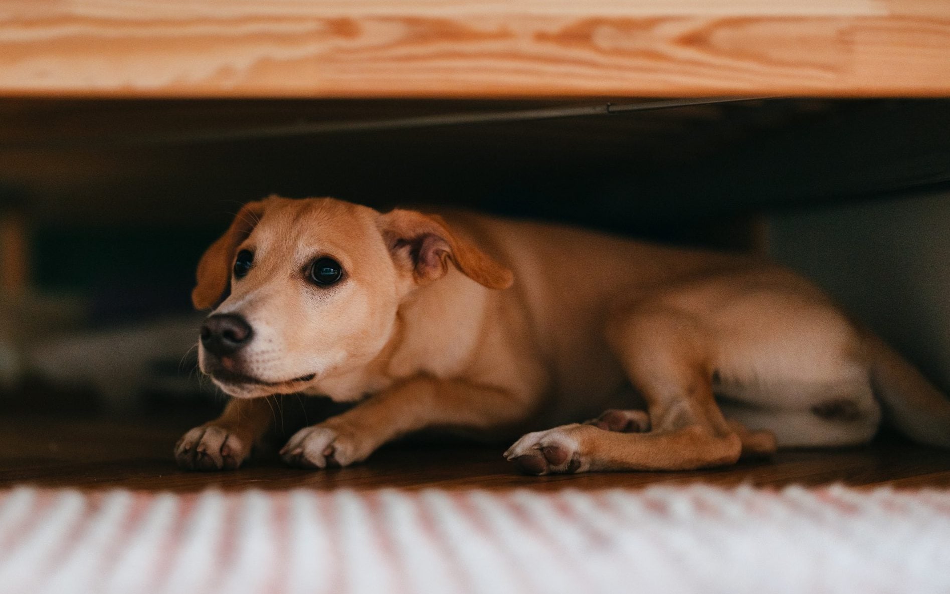 Are Dogs Scared Of The Dark? The Truth Behind Your Pet’s Fear