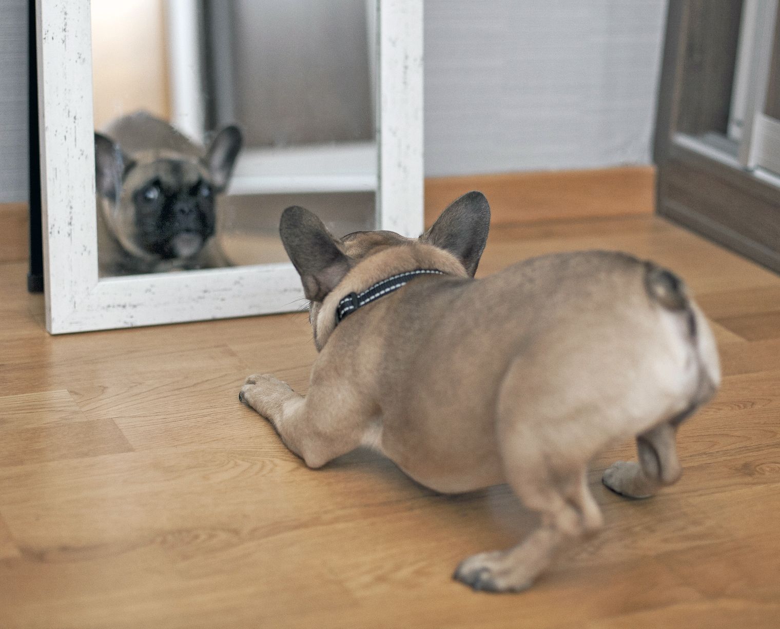 Are Dogs Sentient? The Science Behind Your Pet’s Emotions