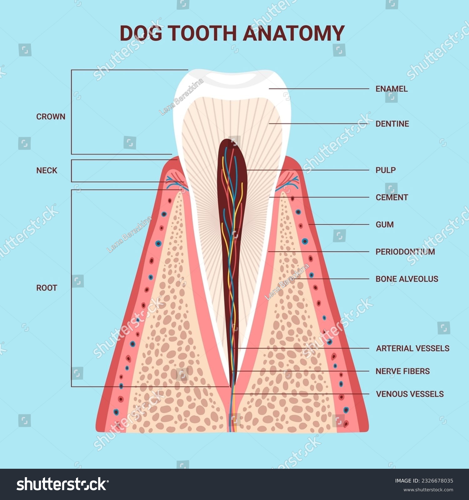 Are Dogs' Teeth Stronger Than Humans? The Science Explained