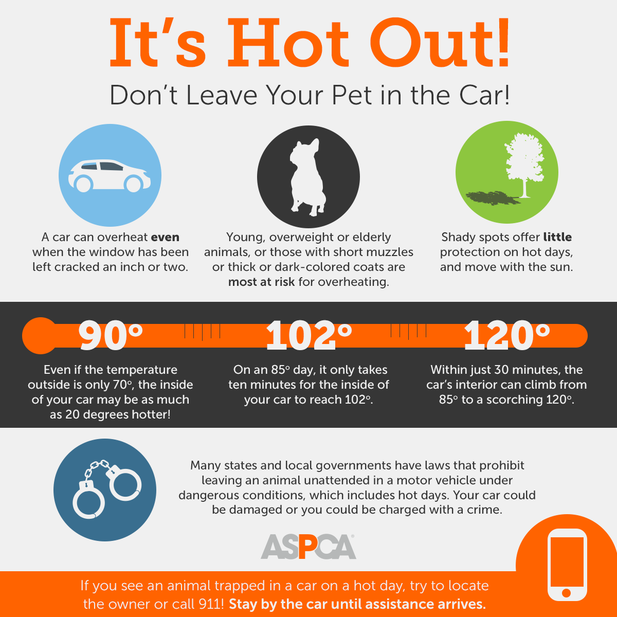 Are Dogs Uncomfortable During Heat? Signs And Safety Tips