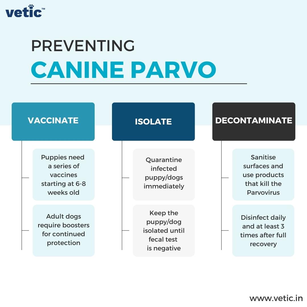 Are Dogs Vaccinated Against Parvo? What Every Owner Must Know