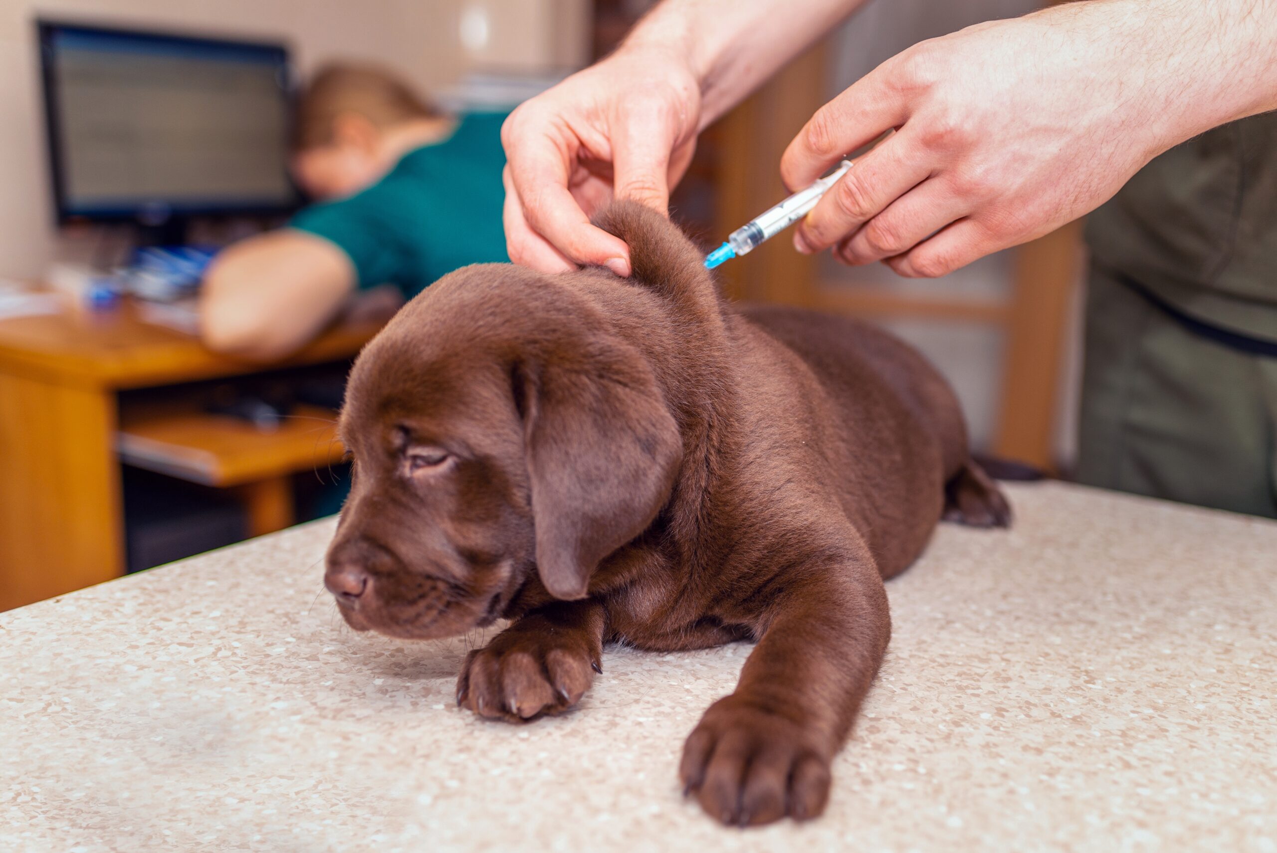 Are Dogs Vaccinated Against Rabies In Australia? The Facts