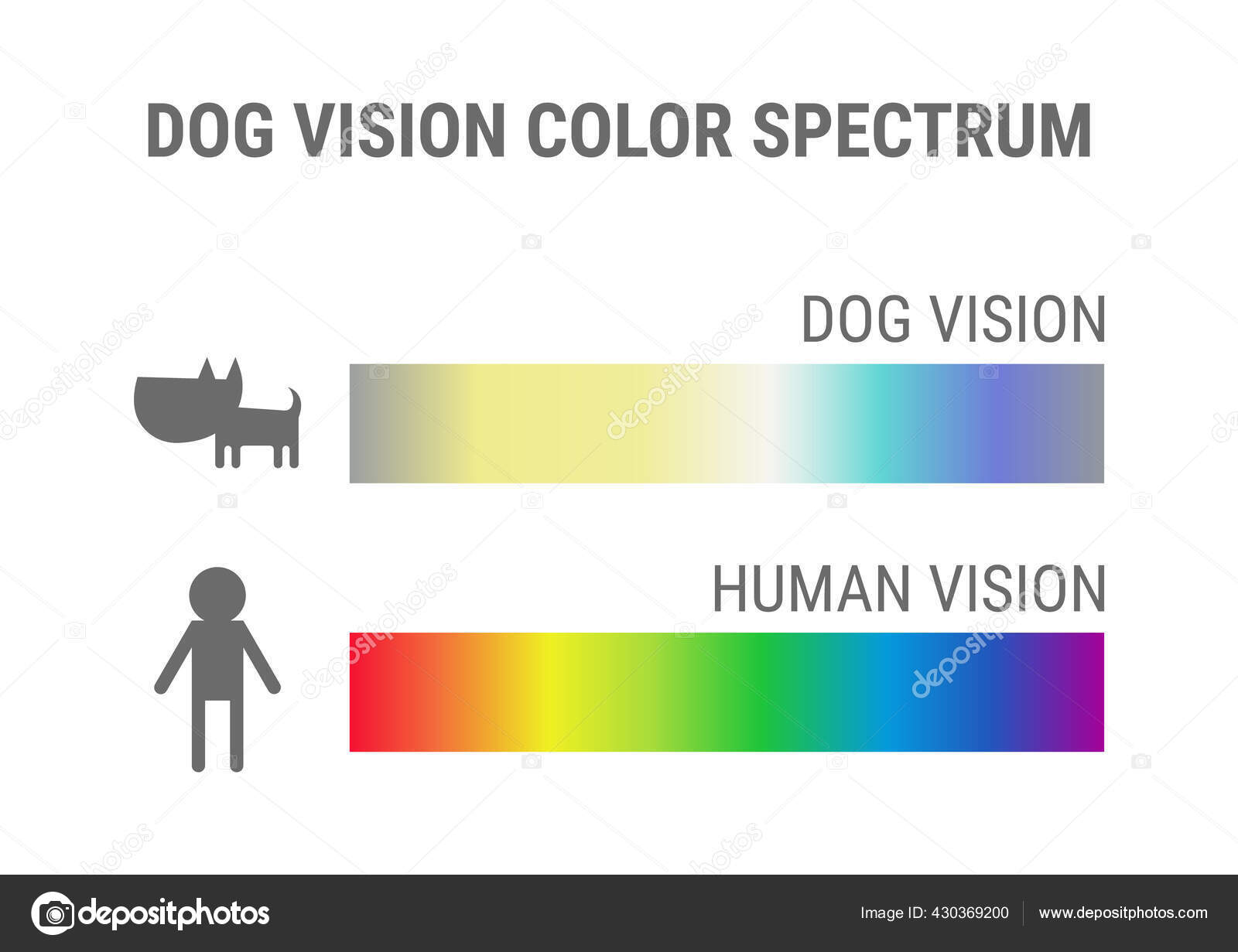 Are Dogs Vision Black And White? The Truth About Canine Sight