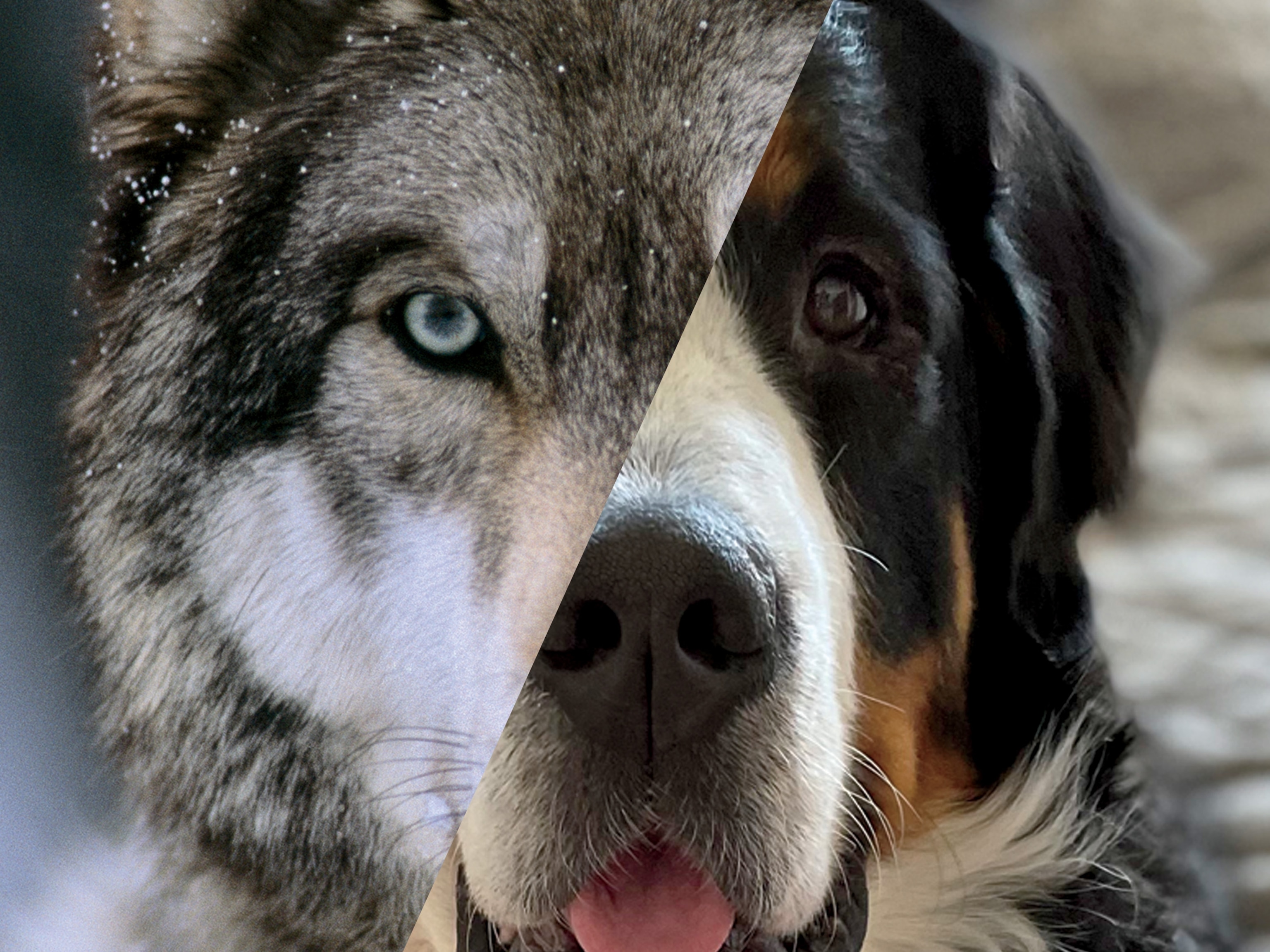 Are Dogs Wolves? The Science Behind Our Best Friends