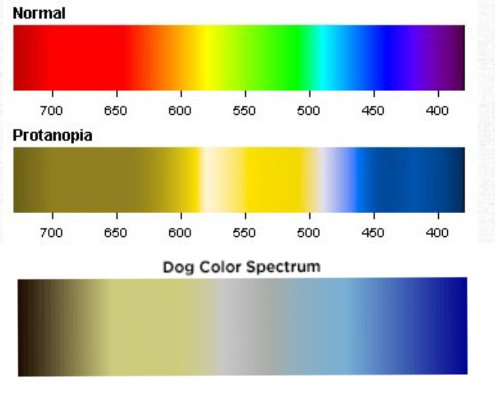 The Truth About Color Vision: Are Dogs Actually Yellow?