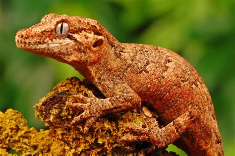 Are There Any Endangered Reptiles