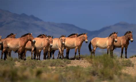 Are There Any Wild Horses Left