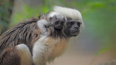 Are There Endangered Monkeys