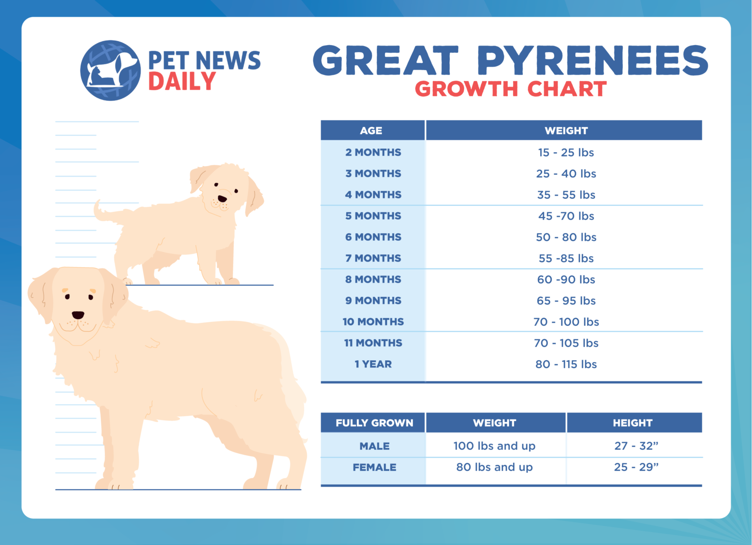 How Big Do They Get? The Average Size Of Great Pyrenees