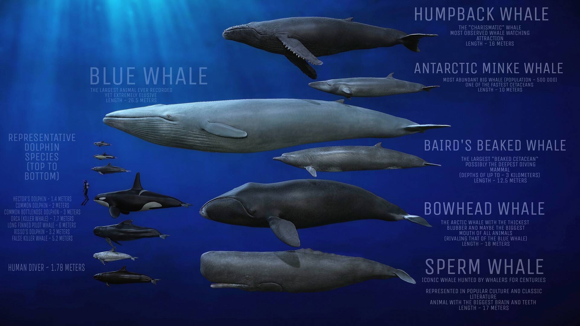 How Big Are They? The Average Size Of A Humpback Whale Explained